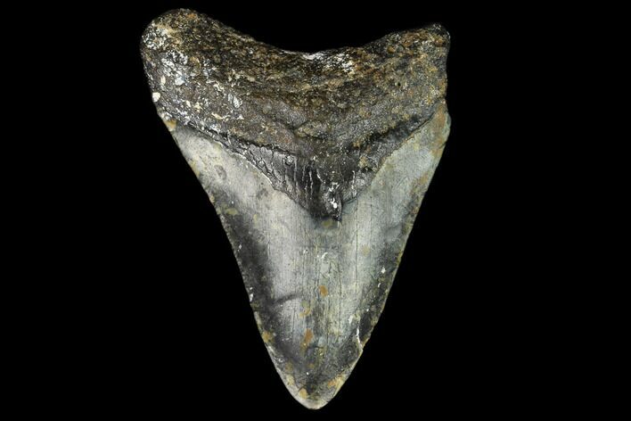 Bargain, Fossil Megalodon Tooth - North Carolina #124766